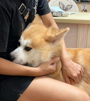 dog-nervous.webp